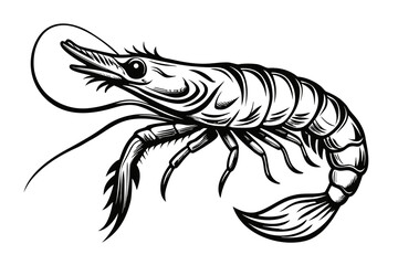 shrimp vector illustration