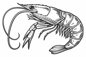 vector illustration of a shrimp