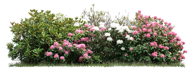 Set of blooming pink and white garden bushes, isolated on transparent cutout background