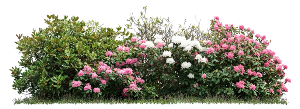 Set of blooming pink and white garden bushes, isolated on transparent cutout background