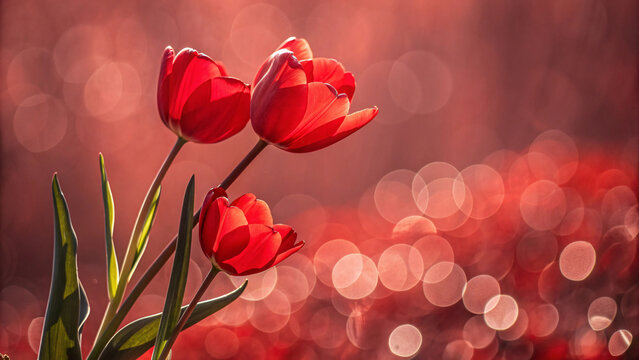 Three vibrant red tulips with green leaves against dreamy pink bokeh background, spring garden flowers reaching upward in elegant natural composition with glowing atmosphere.