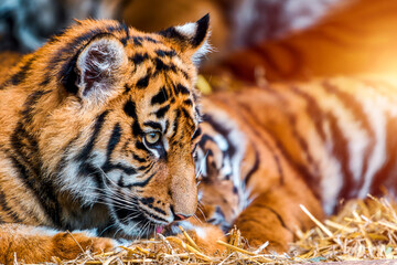 Tiger??Ts grooming moment captured in detail