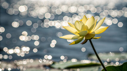 Soft yellow lotus flower opens gently above calm water with spectacular bokeh effect creating peaceful zen-like ambiance perfect for meditation imagery.