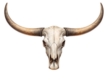 Longhorn bull skull with large curved horns isolated on a transparent background