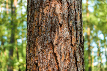 Detailed bark surface of pine tree trunk