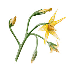 Tomato flower. Branch with small yellow buds and flowers. Sharp petals and thin stems. Botanical illustration isolated from the background. Watercolor. Hand drawn.