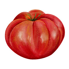 Large red tomato. Juicy autumn vegetable. Small leaves. Tomato paste. Natural product. Watercolor illustration isolated from the background. Hand drawn.