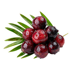 Coontie berry