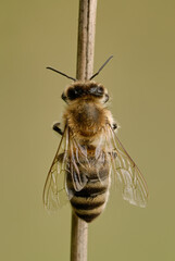 Honey bee sitting on a dry stem of grass. View from above, close up