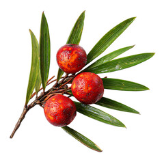 Coontie berry
