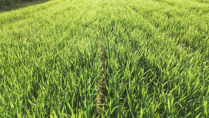 Agricultural land with green growth and trees