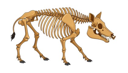 An illustration depicts a skeletal structure of a four-legged mammal, likely an ungulate, with bone colors