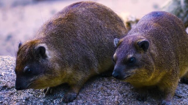 Close up of two hyrax sitting on a rock and looking around on a sunny day