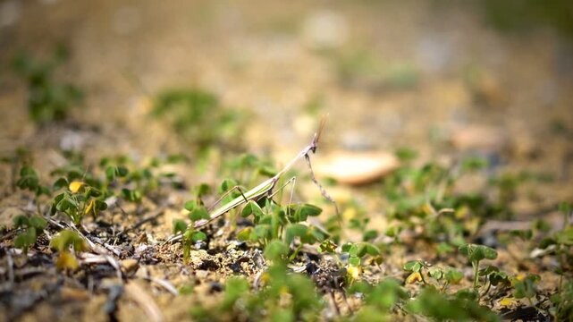 Macro close-up of a pray mantis in nature.
