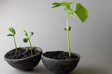 Seedlings of beans in coconut shell on a gray background. Sustainable concept. Selective focus