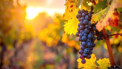 Close Up of Ripe Dark Blue Grapes Hanging on Vine Illuminated by Golden Sunset Light in Vineyard with Blurred Rows and Warm Atmospheric Glow