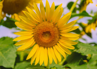 伊勢崎市ひまわり畑ー64