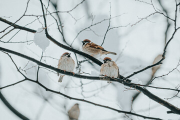 sparrow on branch