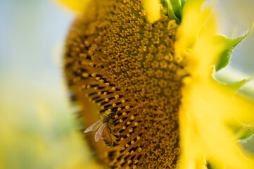 sunflower close up