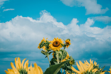 sunflowers and sky