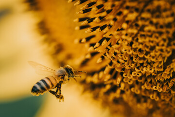 bee on a yellow flower