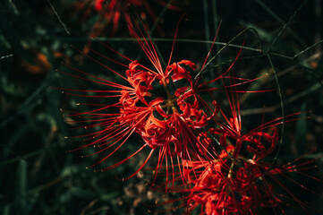 abstract fractal background