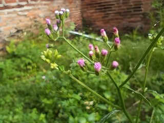 pink flowers in the garden