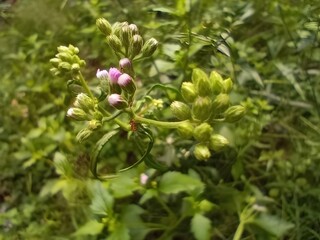 flower in the garden