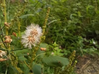 thistle flower in the garden