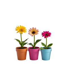 Colorful Potted Flowers in Bright Pots for Home Decoration Inspiration