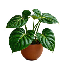 Lush Green Monstera Deliciosa Plant in Decorative Terracotta Pot