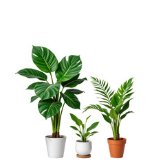Fototapeta premium Indoor Green Plants Collection with Lush Foliage and Colorful Pots