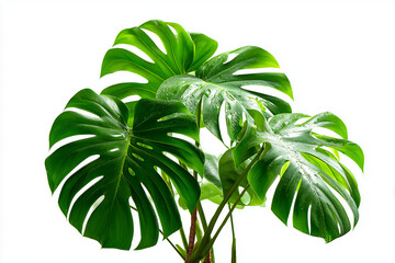 Monstera deliciosa plant with large green split leaves, isolated on white background.