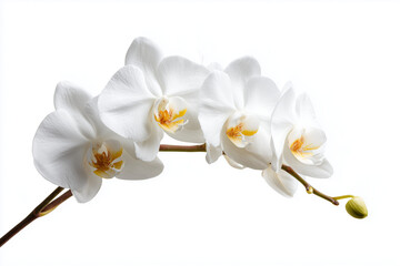 Colorful orchid flowers in shades of white, isolated on white background.