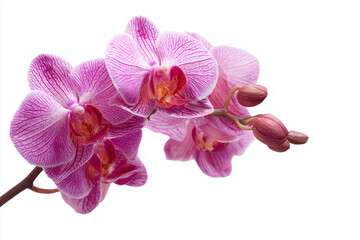 Colorful orchid flowers in shades of pink and orange, isolated on white background.