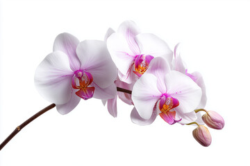 Colorful orchid flowers in shades of white, isolated on white background.