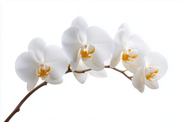 Colorful orchid flowers in shades of white, isolated on white background.