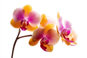 Colorful orchid flowers in shades of pink and orange, isolated on white background.