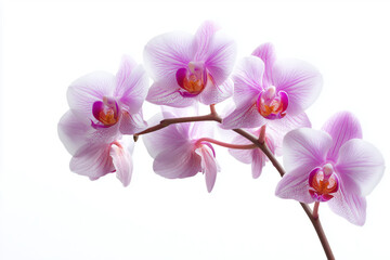 Colorful orchid flowers in shades of pink and orange, isolated on white background.