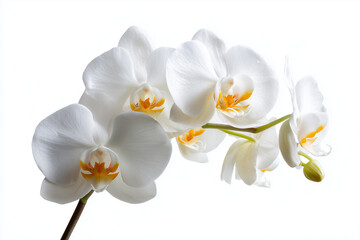 Colorful orchid flowers in shades of white, isolated on white background.