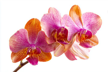 Colorful orchid flowers in shades of pink and orange, isolated on white background.