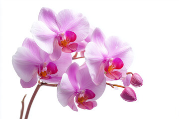 Colorful orchid flowers in shades of pink and orange, isolated on white background.