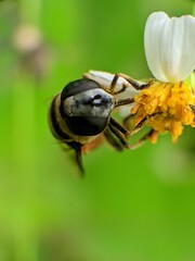 bee on a flower