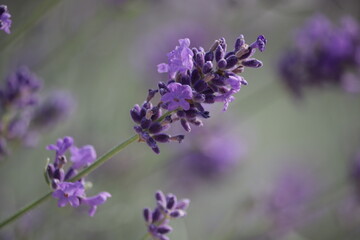Lavandula.