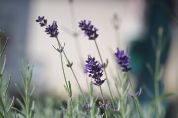 Lavandula.