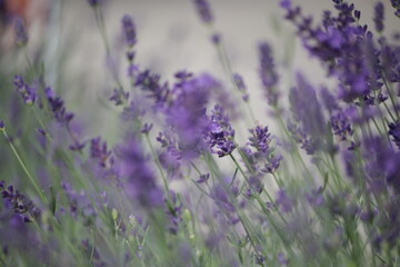 Lavandula.
