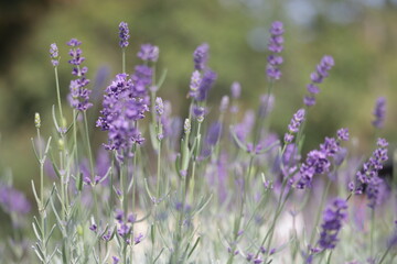 Lavandula.