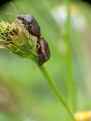 beetle on a leaf