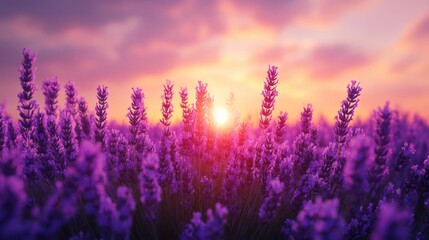 Naklejka premium A serene scene of a lavender field bathed in warm sunset light.