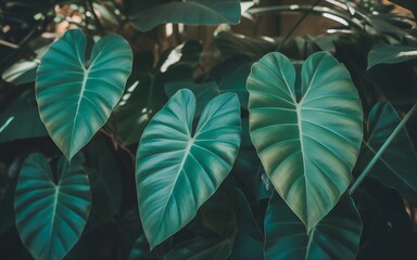 Fototapeta premium Lush Green Tropical Leaves in a Botanical Garden.